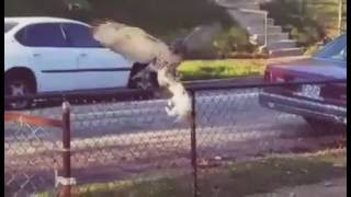Hawk catches a kitten and starts eating it amazing