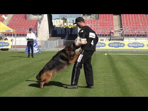 1501 Floki von Gieschewald - TSB BSZS-2023