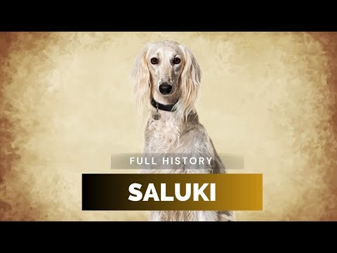 Saluki - Full History