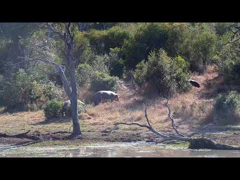 Djuma: Hippos heading out to graze - 09:30 - 06/17/21