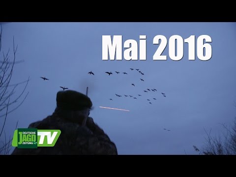 Gänsejagd, Frettieren und Jäger auf dem Weg zum Jagdschein - DJZ-TV 5/2016