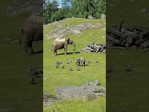 Cute Baby Elephant Trips While Playing With Birds