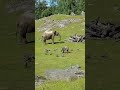 Cute Baby Elephant Trips While Playing With Birds