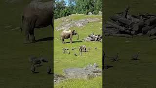Un mignon éléphant trébuche en jouant avec des oiseaux