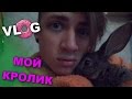 VLOG: Мой кролик / Андрей Мартыненко 