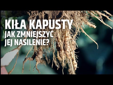 Kiła kapusty - jak zmniejszyć jej nasilenie?