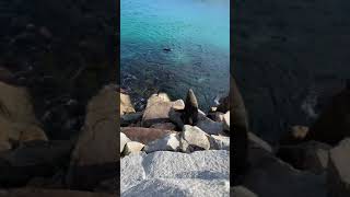 preview picture of video 'Narooma seals!'