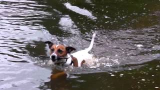 preview picture of video 'Arthur the Jack Russell goes for a swim in Ormeau Park, Belfast'