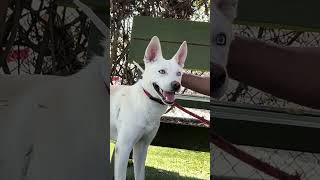Video preview image #1 German Shepherd Dog-Unknown Mix Puppy For Sale in Pasadena, CA, USA