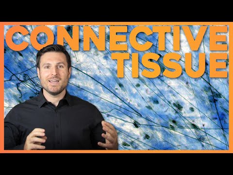 Connective Tissue Histology Explained for Beginners | Corporis