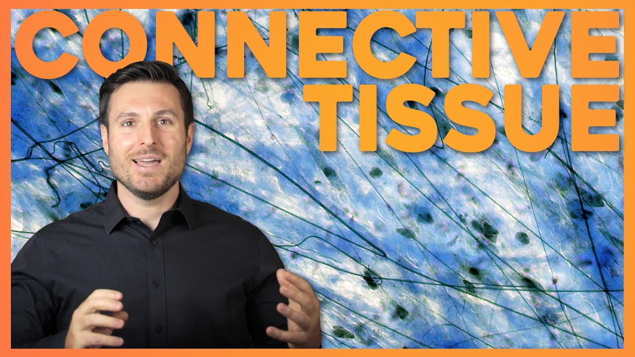 Connective Tissue Histology Explained for Beginners | Corporis