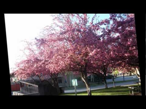 Joban Gayo Baisa Ta Gayena