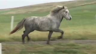 IS2011256816 Héla frá Geitaskarði