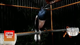 Download lagu TERAPI KACER MALAM HARI AGAR SELALU GACOR DAN BUKA MATERI mp3