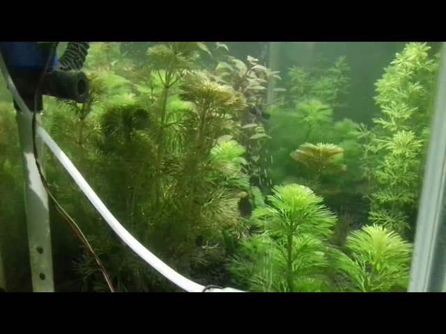 Aquascape pemula