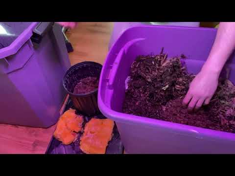 Red Wiggler Pumpkin vs Shredded Potatoes - Which is the better food? 1/2