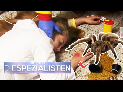Auszubildende von GIFTSPINNE gebissen 😱🕷️ Suche nach dem Gegengift | Die Spezialisten | SAT.1