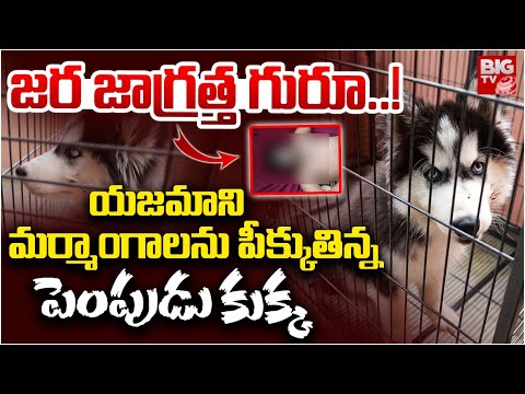 Madhura Nagar Pet Dog Incident | Pawan Kumar Pet Dog Issue :  ఓ మై డాగ్.. యజమాని పై | BIG TV