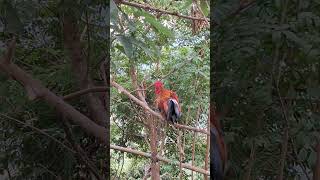 Download lagu gà rừng giải nhìn đập cánh gáy cực xong.qaib qus ntxuaj ti qua zoo tiag tiag/Hlau youtube mp3 Download lagu gà rừng giải nhìn đập cánh gáy cực xong.qaib qus ntxuaj ti qua zoo tiag tiag/Hlau youtube mp3