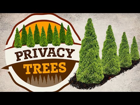 image-What is the fastest-growing evergreen for privacy?