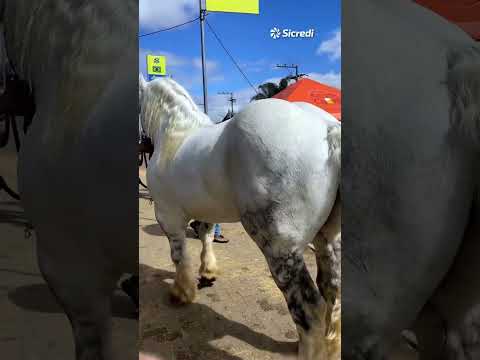 EXPOINTER | O gigante Hércules da raça Percheron