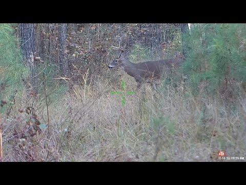 ATN X-Sight 4K Pro 3-14 in Action Deer Hunting Compilation Bucks killed in South Arkansas and Texas