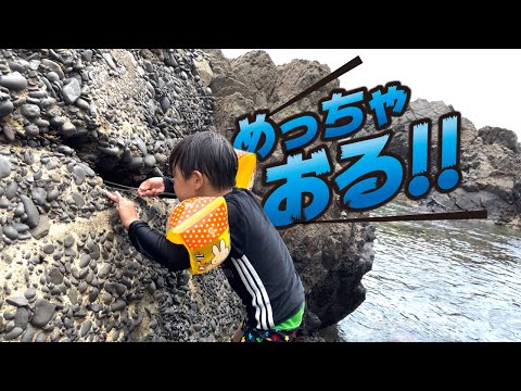 海の底に住む動物たち 10. マムシ科の魚