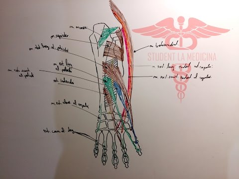 Ce unguent să alegeți pentru osteocondroza cervicală