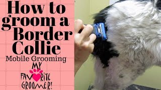 Mobile grooming a Border Collie