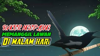Download lagu Terapi MALAM suara kacer gacor ngeplong memancing kacer lain bunyi nyaut langsung gacor, ampuh mp3