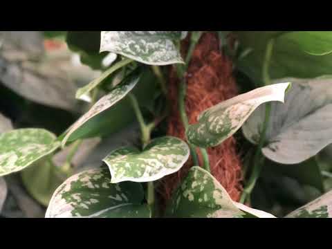 5 Extremt tåliga krukväxter för skuggigare lägen