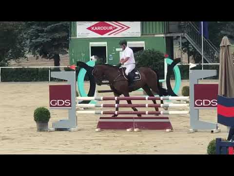 SOLD Devon 5 y/o gelding by Dinken x Quintero first show