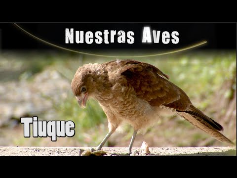 TIUQUE - Serie Nuestras Aves