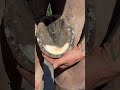 CLEANING ANOTHER HOOF FULL OF MUD Shorts Satisfying Asmr Farrier Relaxation