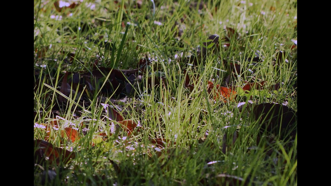 Green, Sunlight & Wind | Film of Ambience