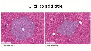 Hígado, vías biliares y páncreas - Digestivo, Renal y Endócrino