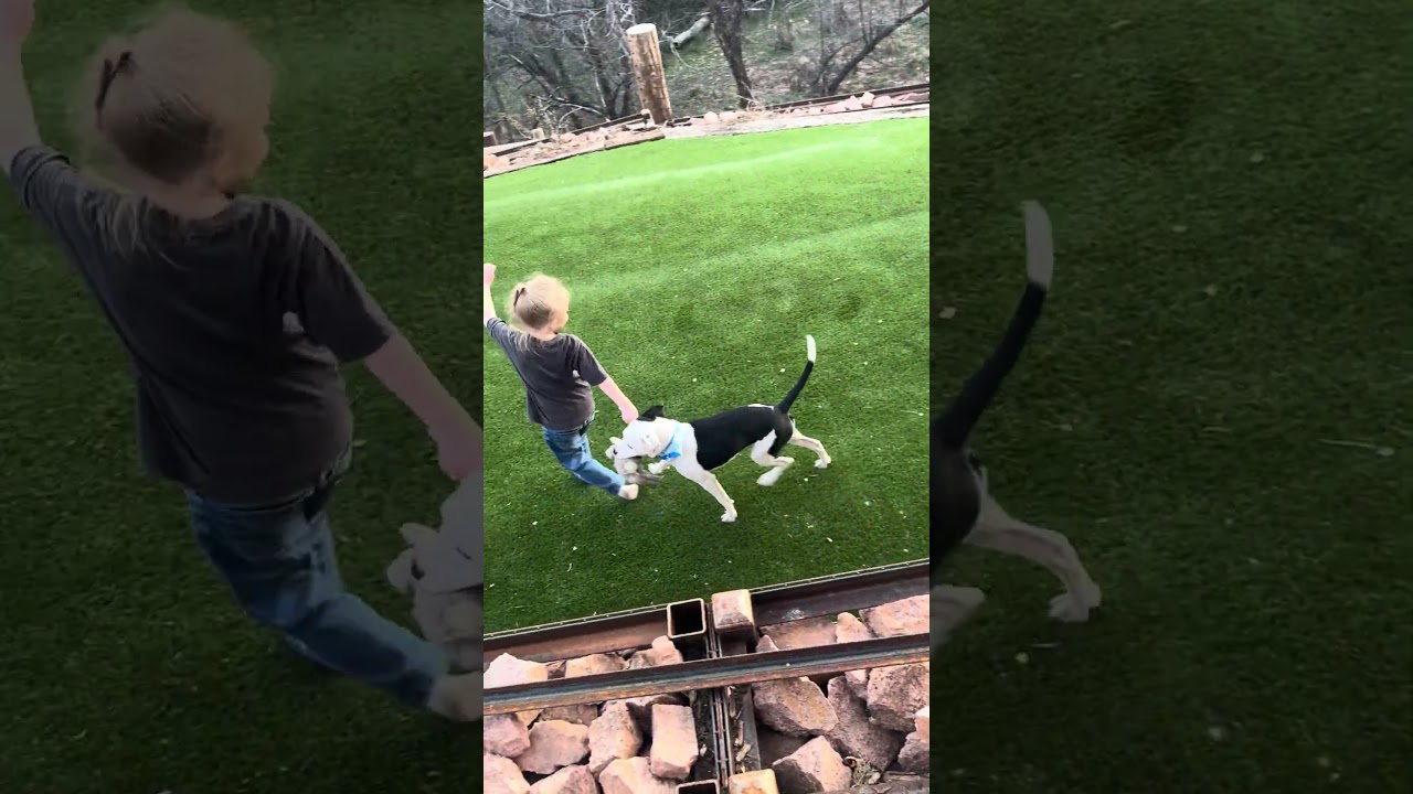 Enlarge Willow, a ADOPTABLE mixed breed in Gilbert, AZ video 5/5