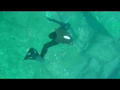 Barracuda, ko Racha Yai 24/01/2023