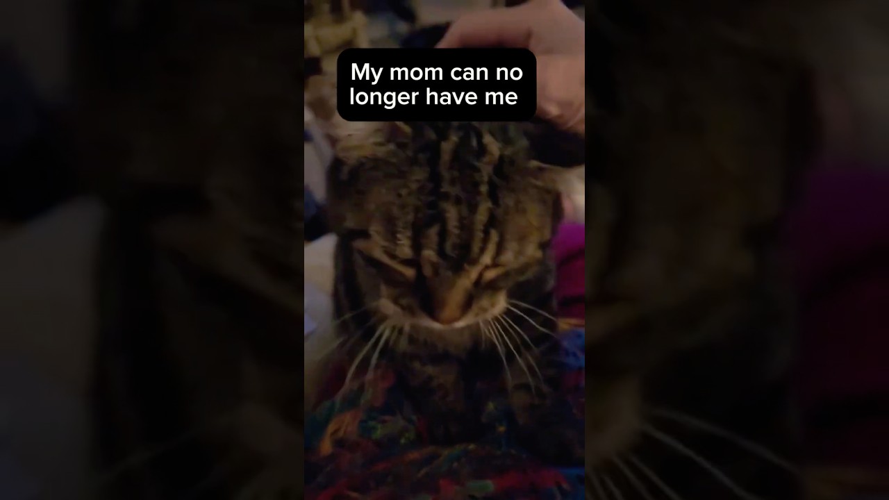 Enlarge Ella (VIDEO) sweet girl. Needs Quiet home, a Adoptable Domestic Short Hair in Orlando, FL video 4/4