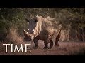 A Pride Of Lions Killed And Ate A Group Of Rhino Poachers Who Broke Into A Wildlife Reserve TIME