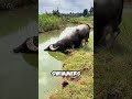 This BUFFALO Disappears UNDERWATER