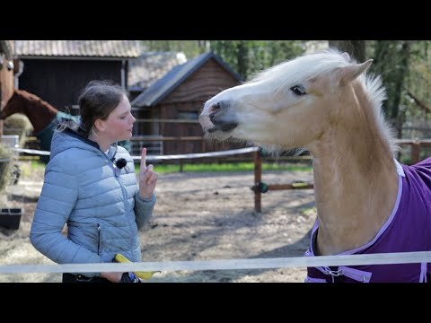 Haflinger muss lernen wo es lang geht – Pferdebesitzerin möchte wieder vertrauen haben können