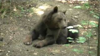 preview picture of video 'Tiere im Wildpark Bad Mergentheim'