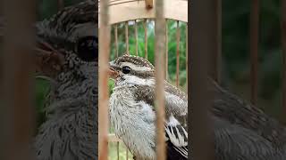 Download lagu suara burung kapasan kemiri bahan#burung mp3