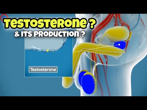 What is the TESTOSTERONE and how is it produced ? |Sex Hormone | #hormones