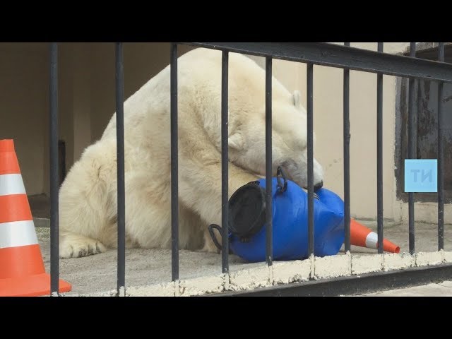 В Казанском зоопарке создадут уникальный биобанк с генетической информацией животных