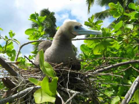 SGP project in Ono-i-Lau-Fiji.wmv