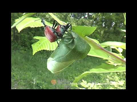 オトシブミの揺籃づくり