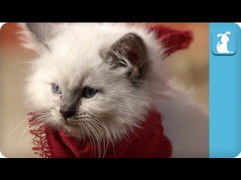 Cute Kittens Playing In Mexico - Cats At Play
