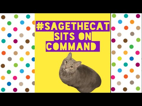 We taught our cat to sit on command | #shorts